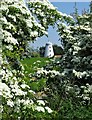 Norton Tower Mill framed by May blossom