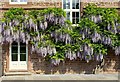 Wonderful Wisteria