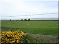 View from a Chester-Holyhead train - Sheep grazing near Bagillt