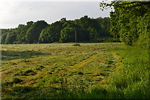 SU2921 : Freshly mown field at Wellow Wood by David Martin