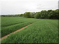 Wheat field and trees