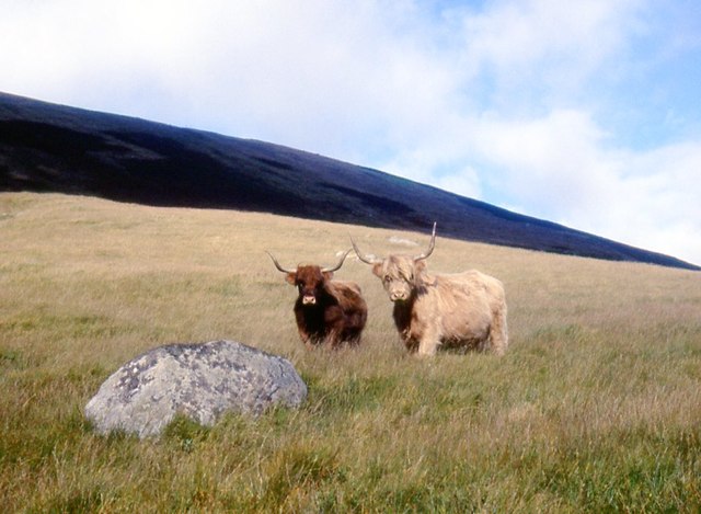 Highland cattle in Glen Mollochan