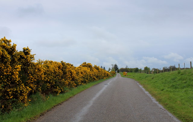 Gorse Bushes ablaze on the Road to Scotsburn