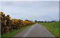 NH6670 : Gorse Bushes ablaze on the Road to Scotsburn by Chris Heaton