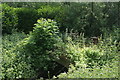 View of an overgrown footbridge in the Roding Valley Nature Reserve