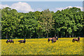 Field of buttercups