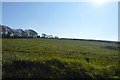 Field, Tamar Ridge Farm