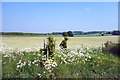 SU4385 : Trackside Flowers near Betterton by Des Blenkinsopp