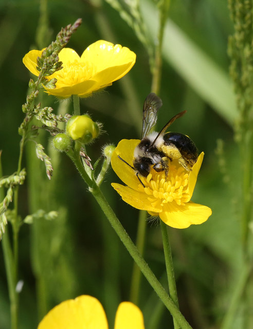 Grey-haired Mining Bee