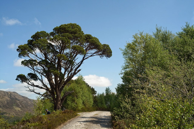 Scots Pine beside the Affric Kintail Way