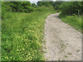 Horseshoe Vetch on the path to the Octagon at College Lake