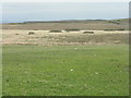 Damp grassland near Sanaigmore