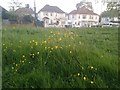 Buttercups in Roe Green Park