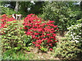 Rhododendron by drive, Bowhill