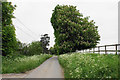 Lop-sided tree near Manor Farm