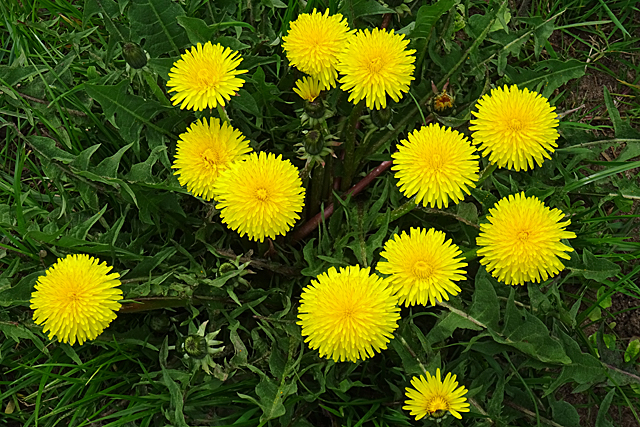 Dandelions (Taraxacum sp)