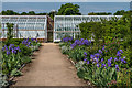 SU8612 : Iris borders in the Walled Fruit Garden, West Dean Gardens  by Ian Capper