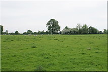 SP7203 : Land for sheep in New Park by Bill Boaden