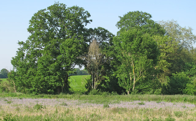 Trees on edge of field, near Dog Kennel Lane, Earsham