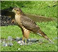 Female Sparrowhawk 