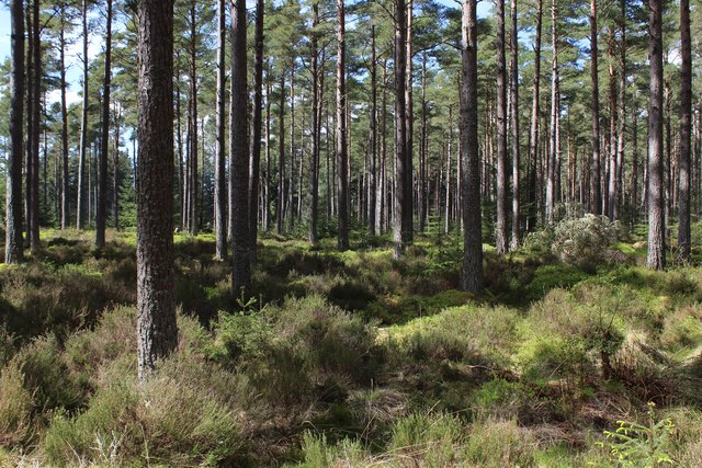 Camore Wood © Chris Heaton :: Geograph Britain and Ireland