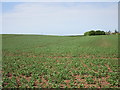 Bean field and Hilltop House