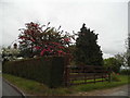 Garden on Holwell Road, Pirton