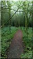 Path Through Woodland Near Green Farm