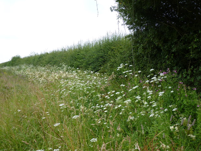 Wildflowers on road verge, Littlebrook... © Jeff Gogarty cc-by-sa/2.0 ...