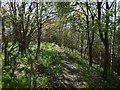 Path in Drumkinnon Wood