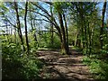 Path in Drumkinnon Wood