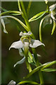 TQ1852 : Greater Butterfly Orchid (Platanthera chlorantha) by Ian Capper