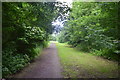 Path through belt of trees.