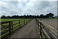 TL9990 : Track at Hall Farm Horse Rescue Centre by Geographer