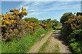 A track at the Mersehead Nature Reserve