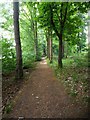 Path through strip of woodland