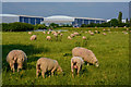 Sedgemoor : Grassy Field & Sheep