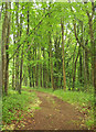 Path, Black Forest