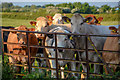 Sedgemoor : Grassy Field & Cattle