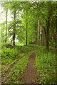 Path through Black Forest