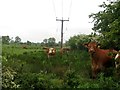 Cattle grazing beside Acres Cottage