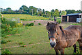 Sedgemoor : Grassy Field & Horses