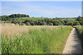 Path through Lodmoor Nature Reserve