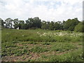 Field by the Ridgeway, Enfield