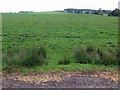 NZ0184 : Pasture near Broomhouse Farm by Andrew Curtis