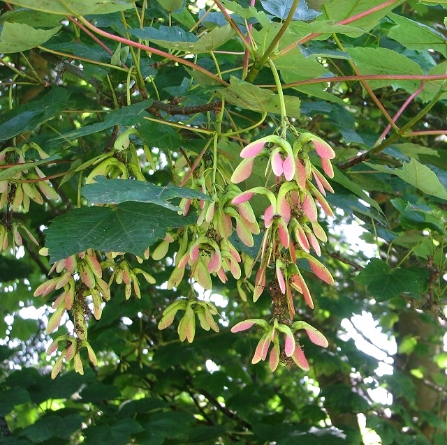 Sycamore (Acer pseudoplatanus) - fruit