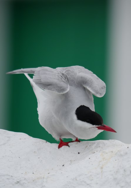 An Arctic Tern on Inner Farne