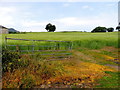 Barley field, Magheracoltan