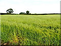 Barley field, Magheracoltan