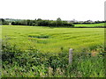 Spring barley, Milltown